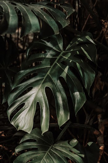 Close-Up Photo of Monstera Plant