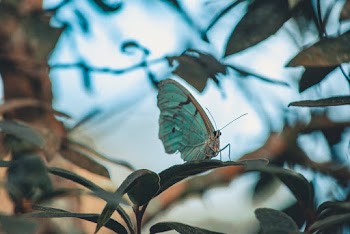 Close-Up Photo of Moth Perched On Leaf