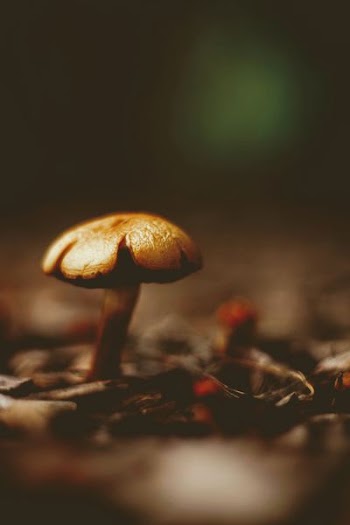 close up photo of mushroom