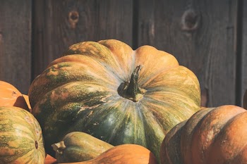 Close-up Photo of Orange and Green Squash