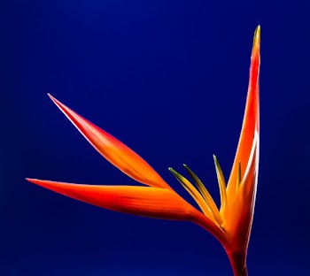 Close-Up Photo of Orange Flower
