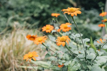 Close-Up Photo of Orange Flower