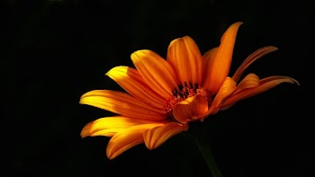 Close-up Photo of Orange Mexican Sunflower in Bloom