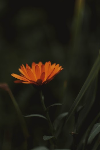 Close-up Photo of Orange Petal Flower