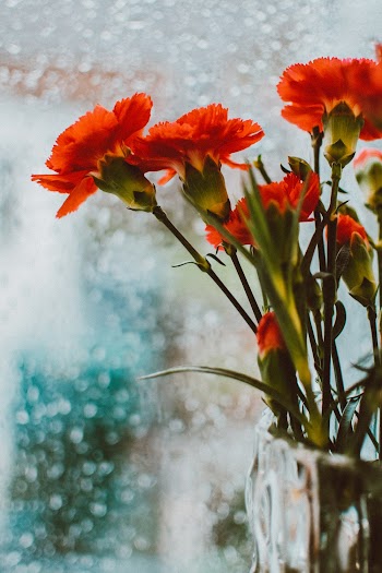 Close-up Photo of Orange-petaled Flowers