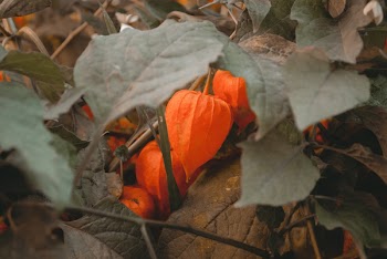 Close-up Photo of Orange Petaled Flowers