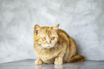 Close-Up Photo of Orange Tabby Cat