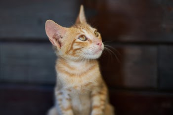 Close-Up Photo of Orange Tabby Cat