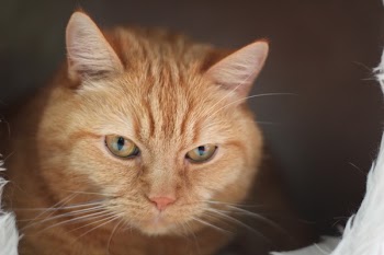 Close Up Photo of Orange Tabby Cat