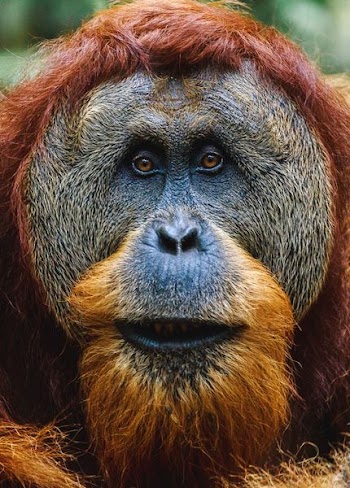 close-up photo of orangutan