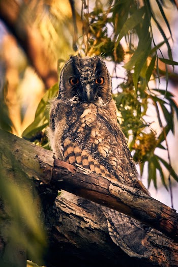 Close-Up Photo of Owl