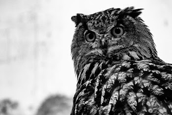 Close-up Photo of Owl in Grayscale