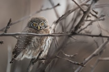 Close-Up Photo of Owl on Tree Branch