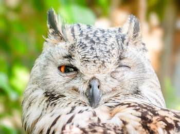 Close-up Photo of Owl with One Eye Open