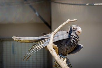 Close-Up Photo of Parrot