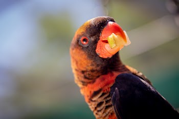 Close-Up Photo of Parrot