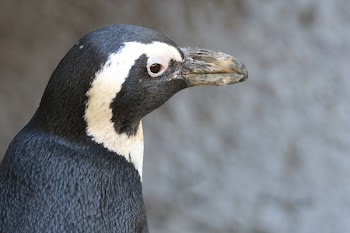 Close-up Photo of Penguin