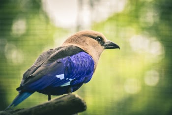 Close-Up Photo of Perched Bird