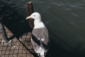 Close-up Photo of Perched Great Black-backed Gull