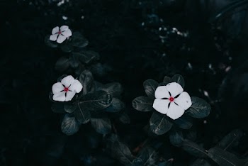 Close-Up Photo of  Periwinkle Flowers