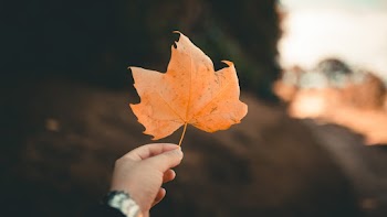 Close-Up Photo of Person Holding Brown Leaf