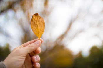 Close-Up Photo of Person Holding Dry Leaf