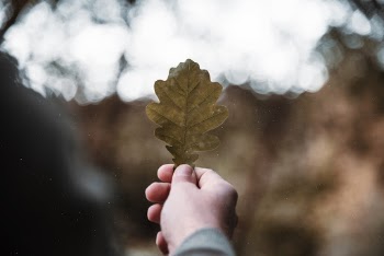 Close-Up Photo Of Person Holding Leaf