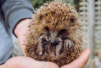 Close-Up Photo of Person Holding Porcupine