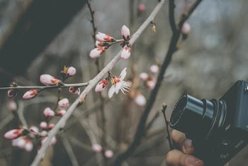 Close-Up Photo of Person Taking Picture Of White Flower