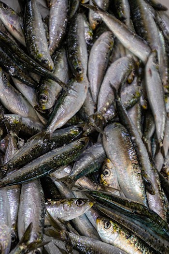 Close-Up Photo of Pile Of Fish