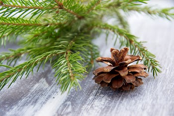Close-UP Photo of Pine Cone