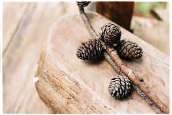 Close-Up Photo of Pine Cones