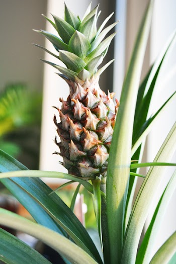 Close-Up Photo of Pineapple