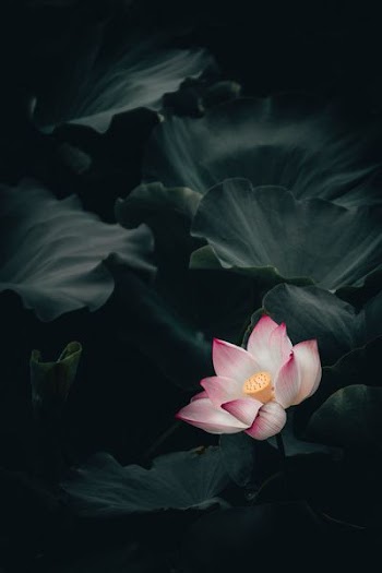 close-up photo of pink and white petaled flower