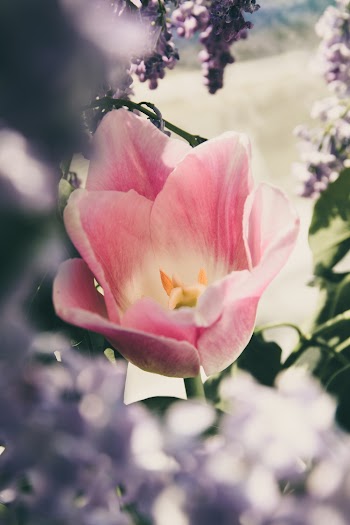 Close-Up Photo of Pink and White Petaled Flower