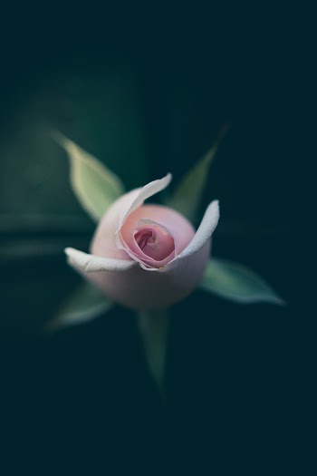 Close-Up Photo of Pink Flower