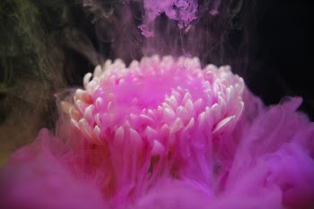 Close-up Photo of Pink Flower in Bloom