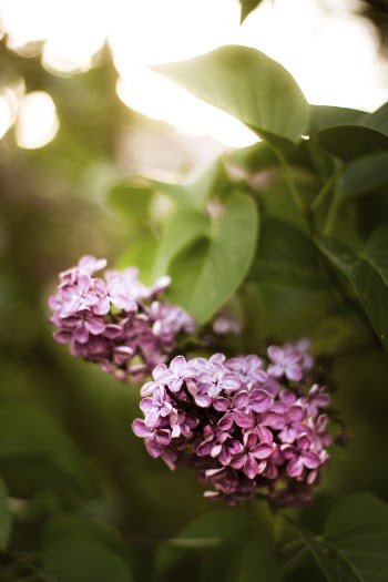 Close-Up Photo of Pink Flowers
