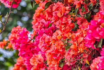 Close-Up Photo of Pink Flowers