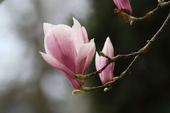 Close-Up Photo of Pink Flowers