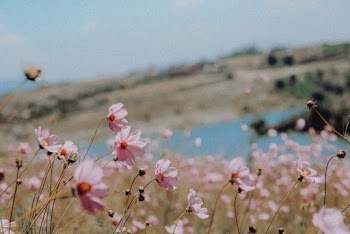 Close-Up Photo of Pink Flowers