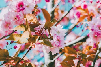 Close-Up Photo of Pink Flowers