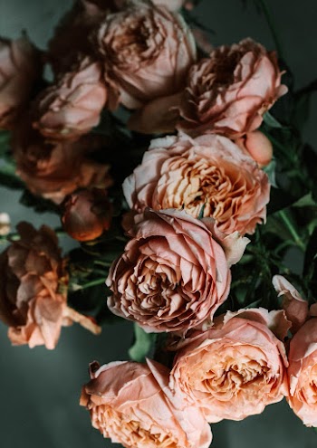 Close-up Photo of Pink Garden Rose Flowers