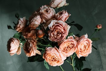 Close-up Photo of Pink Garden Rose Flowers