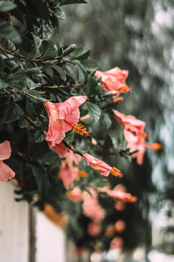 Close-Up Photo of Pink Hibiscus Flower