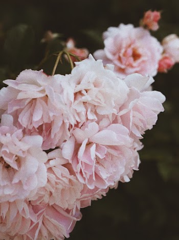 Close-up Photo of Pink-petaled Flowers