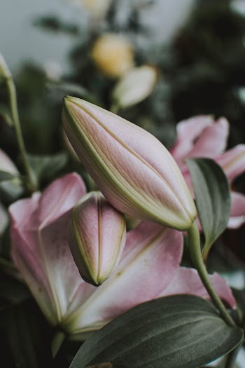 Close-up Photo of Pink Petaled Flowers