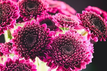 Close-Up Photo of Pink Petaled Flowers
