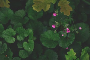 Close-Up Photo of Pink Petaled Flowers