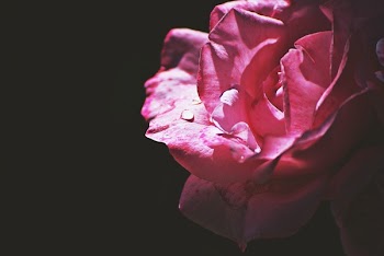 Close-up Photo of Pink Rose Flower